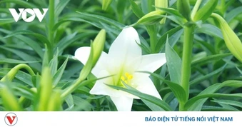 “Ám ảnh tháng Tư”: Ca khúc khiến người nghe lặng đi giữa mùa hoa loa kèn