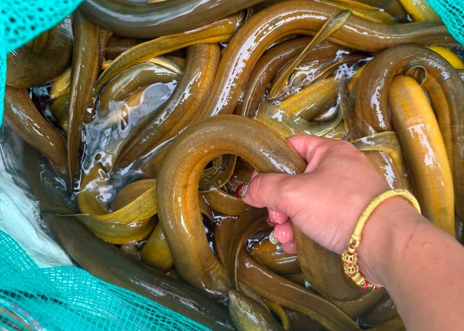 4 loại lươn không nên mua: Cảnh báo từ chủ cửa hàng thủy sản 4 loại lươn không nên mua: Cảnh báo từ chủ cửa hàng thủy sản