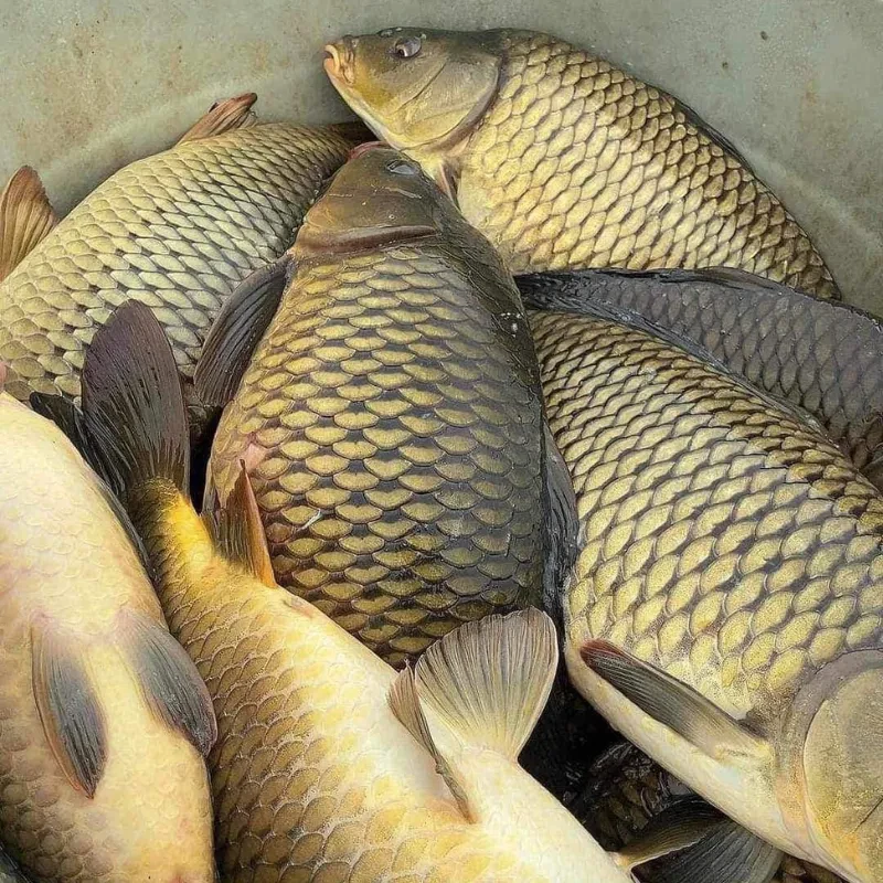 5 loại cá ngon, bổ rẻ hơn cá ngọai, dễ tìm ở chợ Việt 5 loại cá ngon, bổ rẻ hơn cá ngọai, dễ tìm ở chợ Việt
