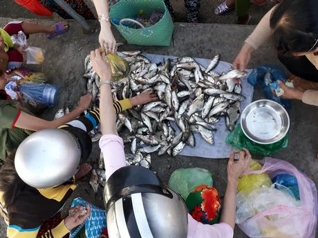 5 loại cá ngon, bổ rẻ hơn cá ngọai, dễ tìm ở chợ Việt 5 loại cá ngon, bổ rẻ hơn cá ngọai, dễ tìm ở chợ Việt
