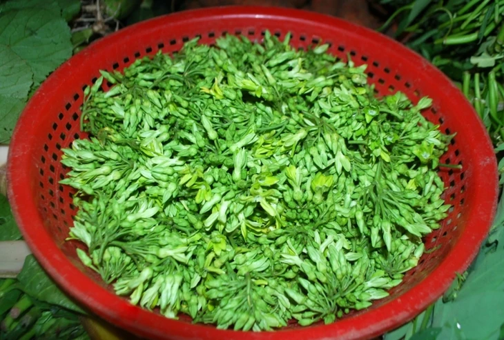 Canh hoa thiên lý dịu mát ngày hè Canh hoa thiên lý dịu mát ngày hè