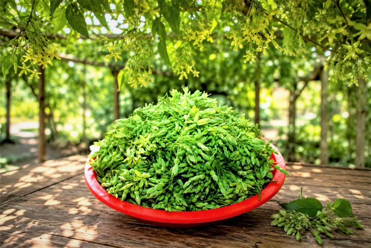Canh hoa thiên lý dịu mát ngày hè Canh hoa thiên lý dịu mát ngày hè