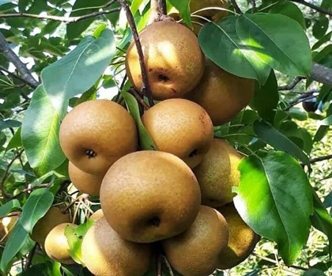 Lê nâu Tây Bắc: Quả đặc sản giòn ngọt, mọng nước
