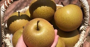 Lê nâu Tây Bắc: Quả đặc sản giòn ngọt, mọng nước