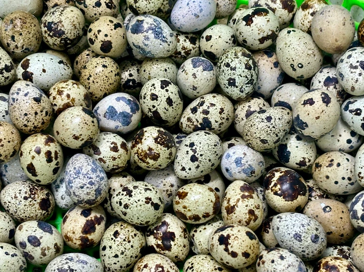 Luộc trứng cút bao nhiêu phút thì chín? Luộc trứng cút bao nhiêu phút thì chín?