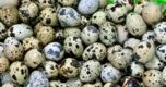 Luộc trứng cút bao nhiêu phút thì chín?