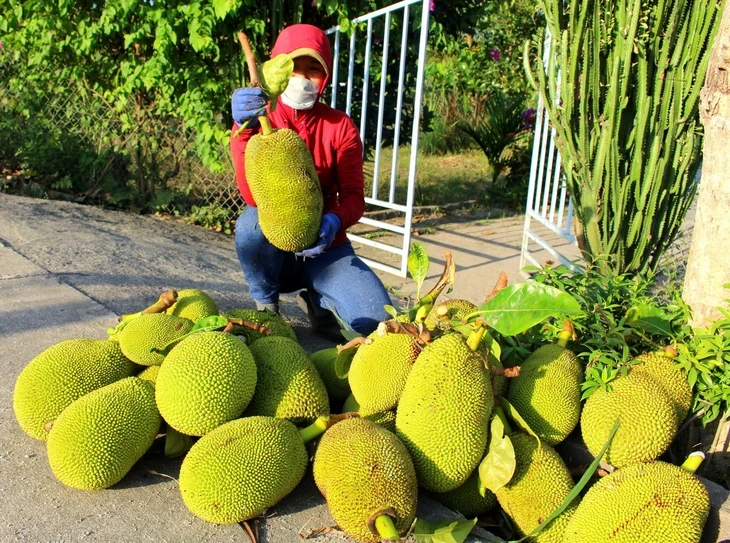 Sứa về chợ quê, gọi hè bằng vị mát lành Sứa về chợ quê, gọi hè bằng vị mát lành