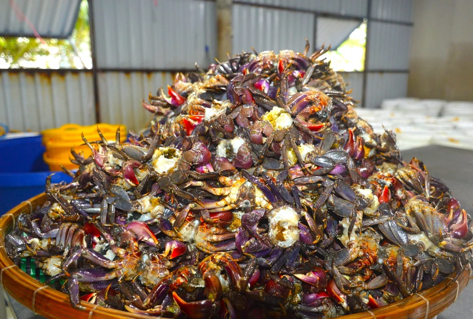 Từng bị xem là hàng dạt, ba khía lột thành riêu OCOP 4 sao Từng bị xem là hàng dạt, ba khía lột thành riêu OCOP 4 sao