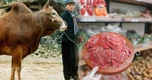 Việt Nam phát triển giống bò H