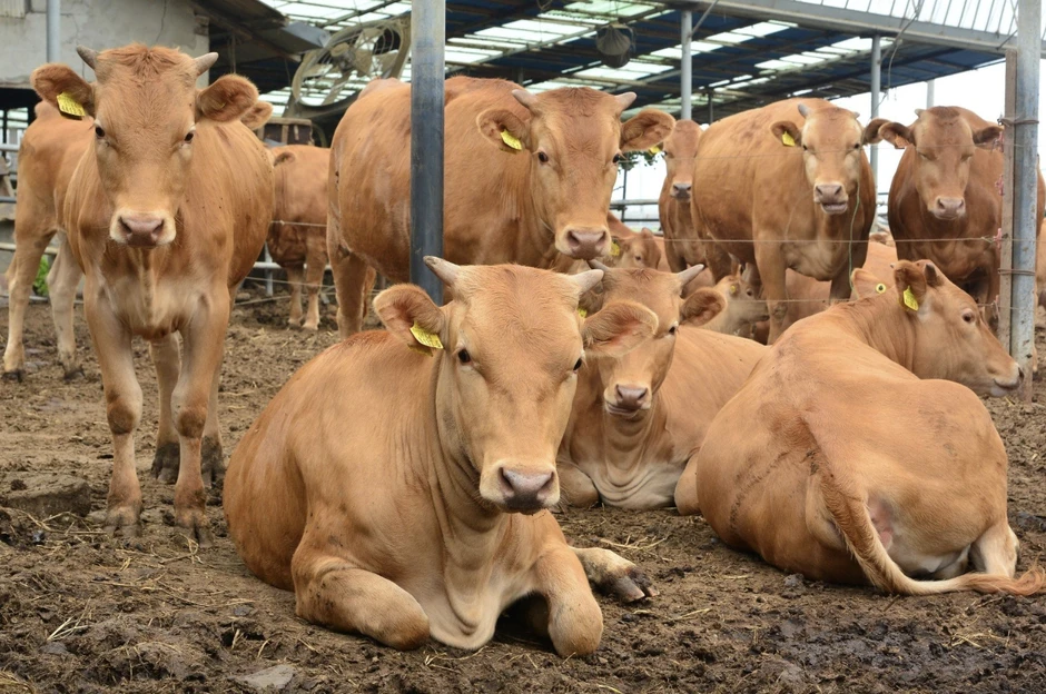 Việt Nam phát triển giống bò H'Mông cao cấp, hướng tới thịt bò chất lượng như Wagyu Việt Nam phát triển giống bò H'Mông cao cấp, hướng tới thịt bò chất lượng như Wagyu