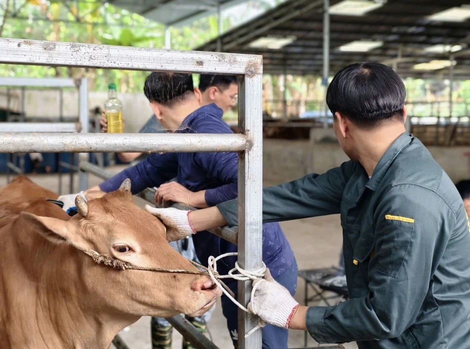 Việt Nam phát triển giống bò H'Mông cao cấp, hướng tới thịt bò chất lượng như Wagyu Việt Nam phát triển giống bò H'Mông cao cấp, hướng tới thịt bò chất lượng như Wagyu