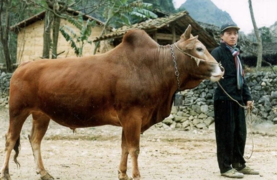 Việt Nam phát triển giống bò H'Mông cao cấp, hướng tới thịt bò chất lượng như Wagyu Việt Nam phát triển giống bò H'Mông cao cấp, hướng tới thịt bò chất lượng như Wagyu