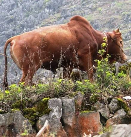 Việt Nam phát triển giống bò H'Mông cao cấp, hướng tới thịt bò chất lượng như Wagyu Việt Nam phát triển giống bò H'Mông cao cấp, hướng tới thịt bò chất lượng như Wagyu