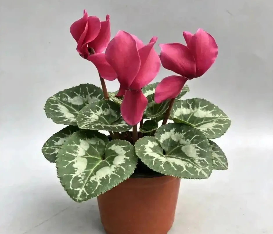 4 cây cảnh ‘hút tài lộc’ được dân buôn săn lùng: Có loại như ‘kho vàng mini’ 4 cây cảnh ‘hút tài lộc’ được dân buôn săn lùng: Có loại như ‘kho vàng mini’