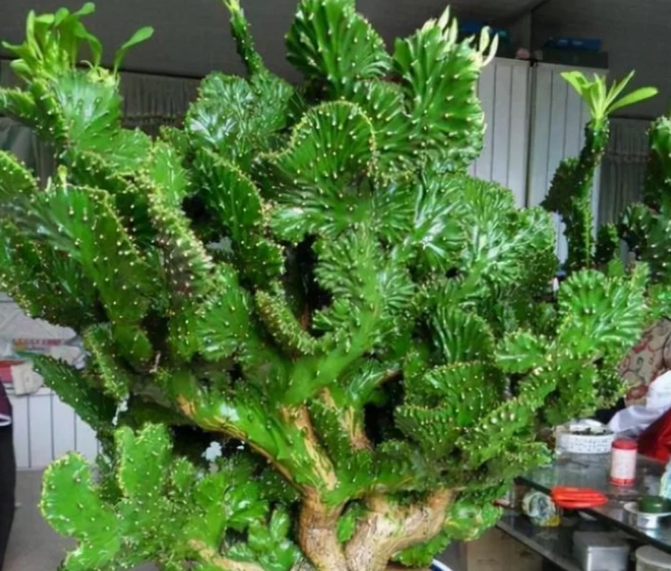 4 loại cây nên trồng ở ban công mang ý nghĩa hóa giải sát khí, đón vượng khí 4 loại cây nên trồng ở ban công mang ý nghĩa hóa giải sát khí, đón vượng khí