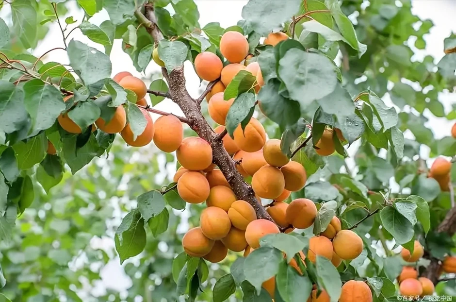 4 loại cây người xưa thường tránh trồng sát nhà 4 loại cây người xưa thường tránh trồng sát nhà