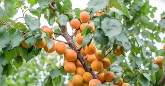 4 loại cây người xưa thường tránh trồng sát nhà
