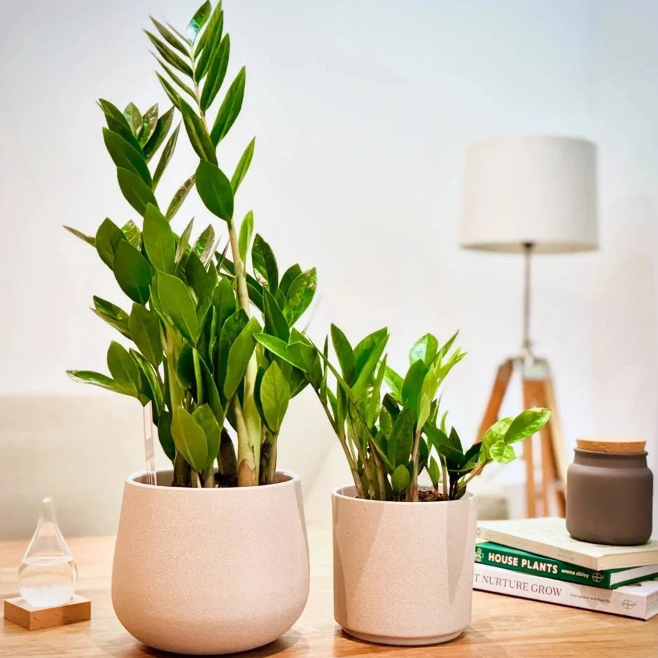 5 cây cảnh mini lý tưởng cho căn hộ và bàn làm việc nhỏ 5 cây cảnh mini lý tưởng cho căn hộ và bàn làm việc nhỏ
