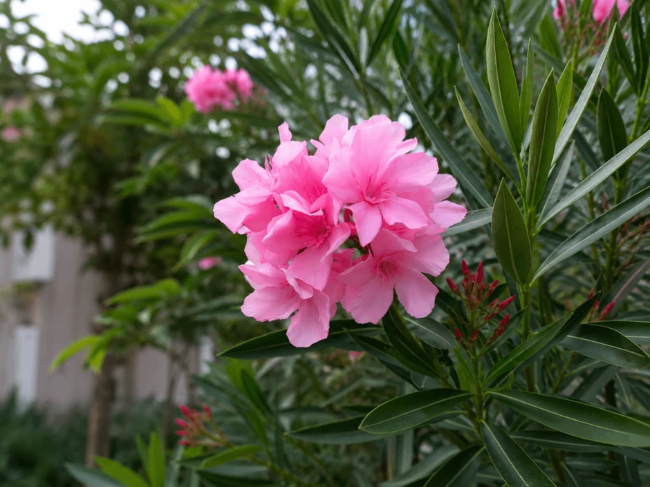 6 cây cảnh có nhựa độc cần tránh trong nhà có trẻ em 6 cây cảnh có nhựa độc cần tránh trong nhà có trẻ em