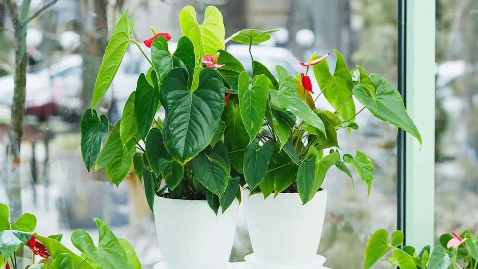6 cây cảnh lá trái tim giúp góc nhà bạn thêm lãng mạn 6 cây cảnh lá trái tim giúp góc nhà bạn thêm lãng mạn