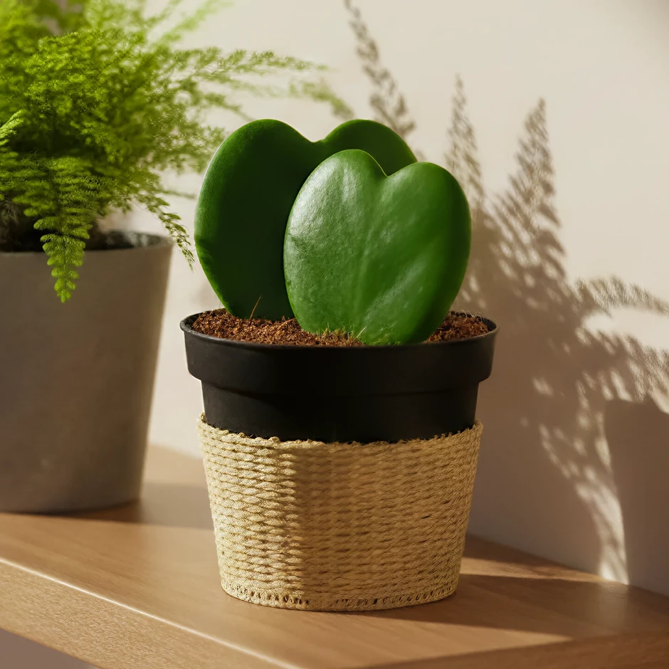 6 cây cảnh lá trái tim giúp góc nhà bạn thêm lãng mạn 6 cây cảnh lá trái tim giúp góc nhà bạn thêm lãng mạn