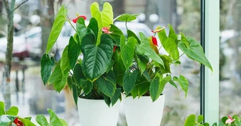 6 cây cảnh lá trái tim giúp góc nhà bạn thêm lãng mạn