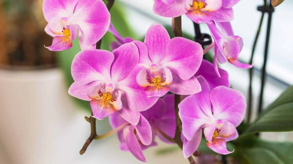 8 loại cây cảnh ra hoa quanh năm, cực dễ chăm, giúp nhà luôn rực rỡ 8 loại cây cảnh ra hoa quanh năm, cực dễ chăm, giúp nhà luôn rực rỡ