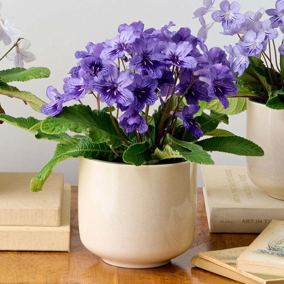 8 loại cây cảnh ra hoa quanh năm, cực dễ chăm, giúp nhà luôn rực rỡ 8 loại cây cảnh ra hoa quanh năm, cực dễ chăm, giúp nhà luôn rực rỡ