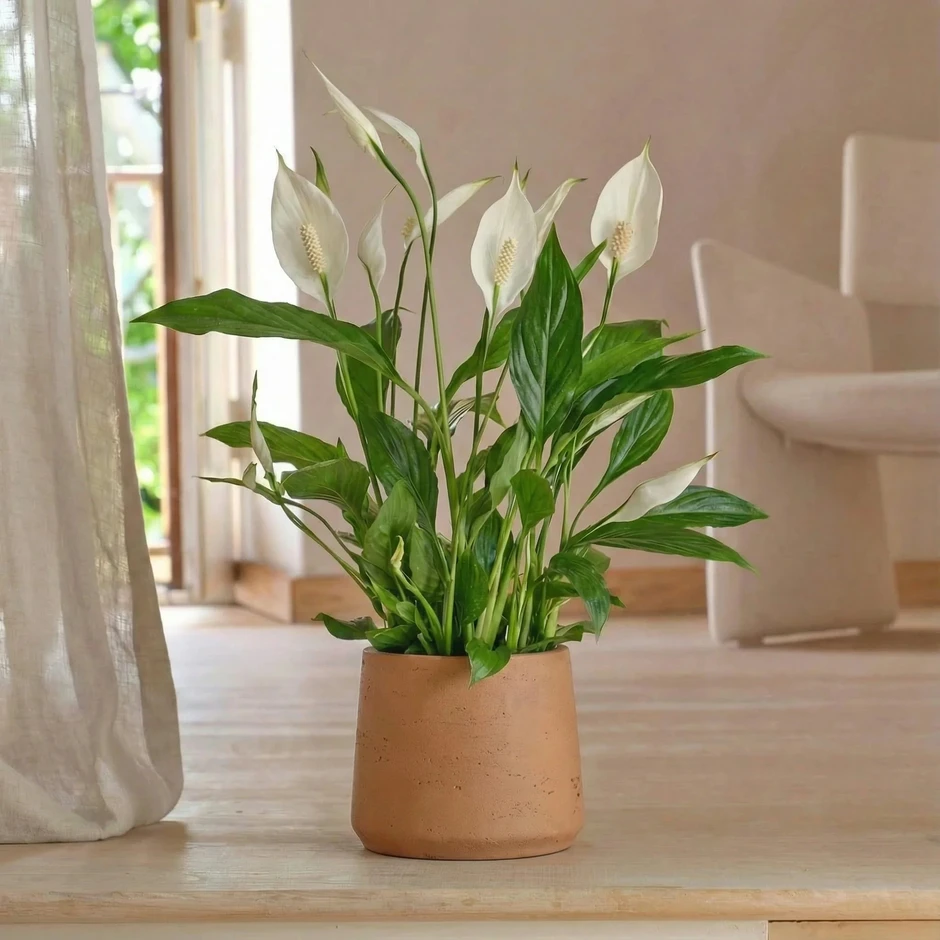 8 loại cây cảnh ra hoa quanh năm, cực dễ chăm, giúp nhà luôn rực rỡ 8 loại cây cảnh ra hoa quanh năm, cực dễ chăm, giúp nhà luôn rực rỡ