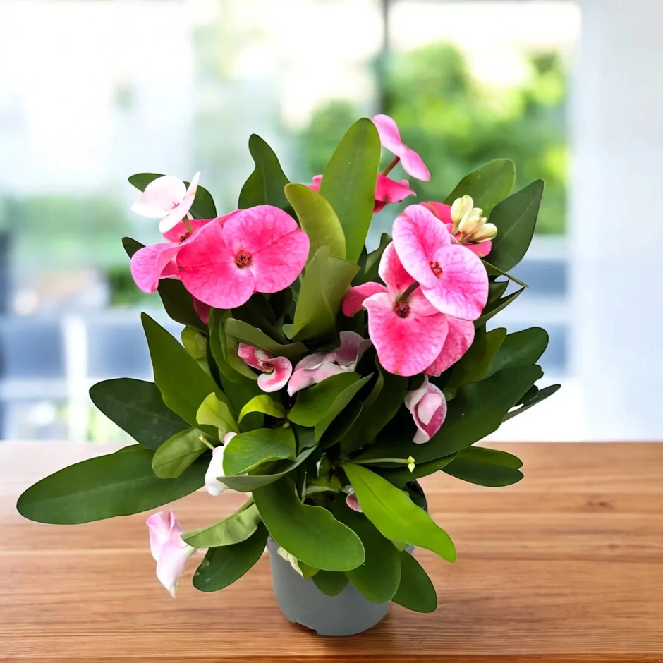 8 loại cây cảnh ra hoa quanh năm, cực dễ chăm, giúp nhà luôn rực rỡ 8 loại cây cảnh ra hoa quanh năm, cực dễ chăm, giúp nhà luôn rực rỡ
