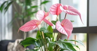 8 loại cây cảnh ra hoa quanh năm, cực dễ chăm, giúp nhà luôn rực rỡ