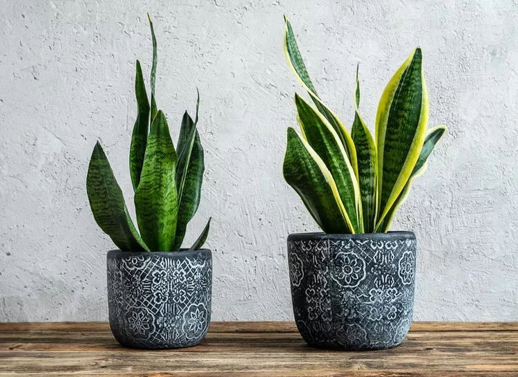 9 cây cảnh sống khỏe trong phòng kín thiếu sáng, chuyên gia gợi ý trồng 9 cây cảnh sống khỏe trong phòng kín thiếu sáng, chuyên gia gợi ý trồng
