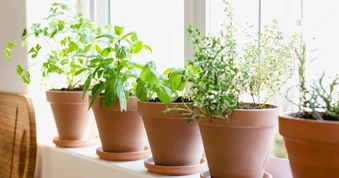 Bí quyết trồng rau gia vị trong nhà vừa đẹp mắt vừa sẵn dùng quanh năm