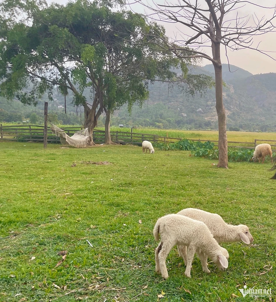 Bộ nói rõ việc cấp sổ đỏ cho đất được giao trái thẩm quyền, chưa xây nhà Bộ nói rõ việc cấp sổ đỏ cho đất được giao trái thẩm quyền, chưa xây nhà