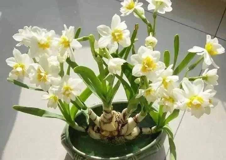Bốn loại "hoa xui xẻo" nhưng nhiều người vẫn bỏ tiền mua Bốn loại "hoa xui xẻo" nhưng nhiều người vẫn bỏ tiền mua