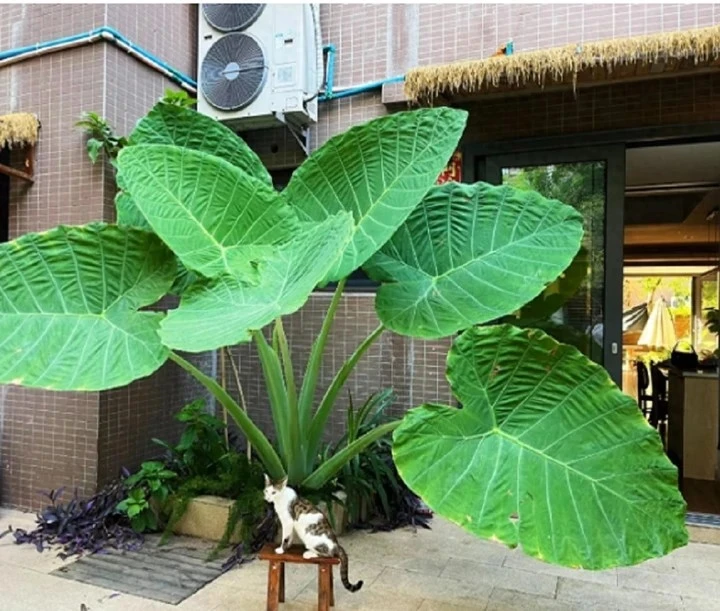 Bốn loại "hoa xui xẻo" nhưng nhiều người vẫn bỏ tiền mua Bốn loại "hoa xui xẻo" nhưng nhiều người vẫn bỏ tiền mua