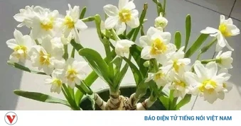 Bốn loại "hoa xui xẻo" nhưng nhiều người vẫn bỏ tiền mua