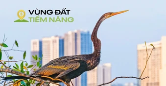 Chim có trong sách đỏ đua nhau kéo về một khu đô thị được mệnh danh là ‘khu nhà giàu’, mật độ xây dựng chỉ 26%, dành 174 ha làm cây xanh và hồ nước