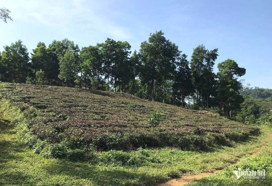 Đất giao năm 1994, tiền đã nộp được tính thế nào khi cấp lại sổ đỏ? Đất giao năm 1994, tiền đã nộp được tính thế nào khi cấp lại sổ đỏ?