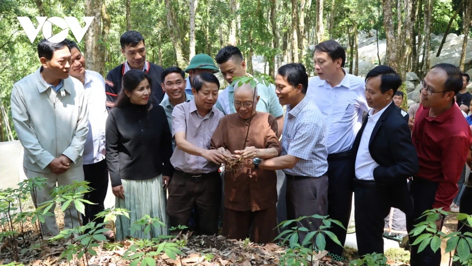 Hỗ trợ giống cây sâm Ngọc Linh giúp thanh niên Quảng Ngãi khởi nghiệp