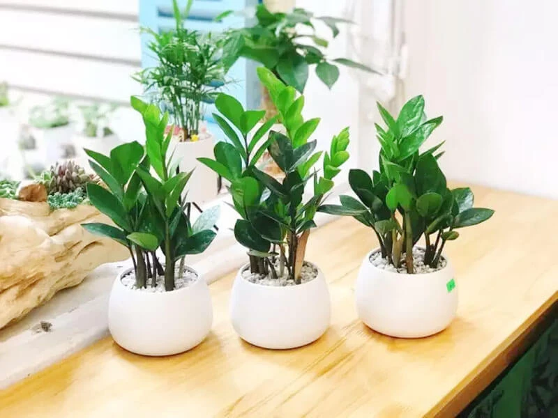 Kim tiền hay kim ngân: Loại cây nào đáng trồng hơn? Kim tiền hay kim ngân: Loại cây nào đáng trồng hơn?