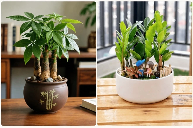 Kim tiền hay kim ngân: Loại cây nào đáng trồng hơn? Kim tiền hay kim ngân: Loại cây nào đáng trồng hơn?