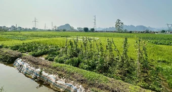 Làm sổ đỏ đất nông nghiệp, người dân có phải nộp hồ sơ lên tỉnh?