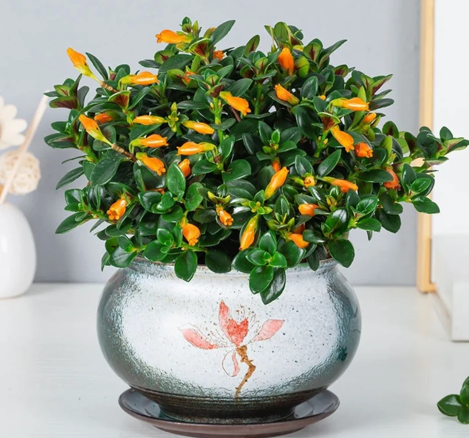 Loài cây nở hoa giống đàn cá vàng bơi lội, tượng trưng cho tài lộc tụ hội Loài cây nở hoa giống đàn cá vàng bơi lội, tượng trưng cho tài lộc tụ hội