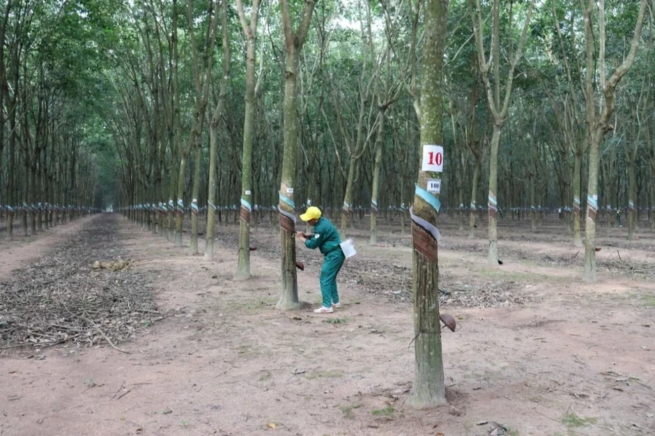 Một công ty cao su sắp nhận hàng nghìn tỷ đồng tiền đền bù Một công ty cao su sắp nhận hàng nghìn tỷ đồng tiền đền bù