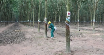 Một công ty cao su sắp nhận hàng nghìn tỷ đồng tiền đền bù