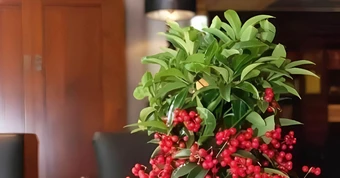 Nhóm cây ‘nghênh tài nạp phúc’, vừa đẹp nhà vừa chiêu tài ngày đầu năm