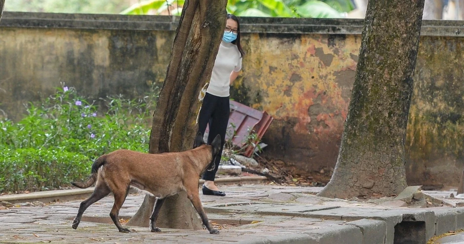 Nuôi chó, mèo ở chung cư: Ban quản lý có quyền phạt, cắt nước?