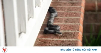 Thấy rắn trong nhà, đừng vội đuổi bắt