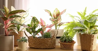 Trang trí cây xanh tối giản để ngôi nhà đẹp mà không rối mắt